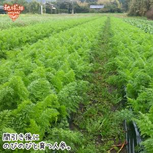 訳あり 人参 9kg 有機栽培 冷蔵便 鹿児島...の詳細画像3