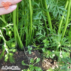 訳あり 人参 9kg 有機栽培 冷蔵便 鹿児島...の詳細画像4