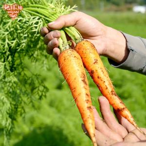 訳あり 人参 9kg 有機栽培 冷蔵便 鹿児島...の詳細画像5