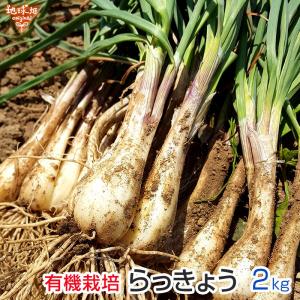 タラの芽 300g 北海道山菜 とかち産 天然 朝採り : カルシの森ヤフー