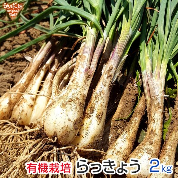 らっきょう 有機栽培 2kg 土付き 鹿児島県産 化学肥料・農薬不使用 国産 JAS認証 無農薬 大...