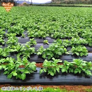 (残りわずか) 訳あり じゃがいも 4kg 有...の詳細画像1