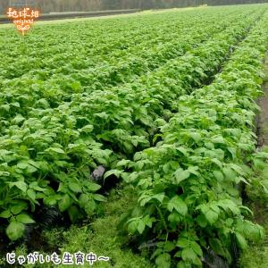 (残りわずか) 訳あり じゃがいも 4kg 有...の詳細画像2