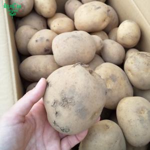 (残りわずか) 訳あり じゃがいも 4kg 有...の詳細画像4