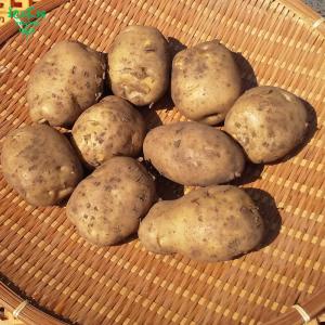 (残りわずか) 訳あり じゃがいも 4kg 有...の詳細画像5