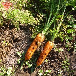 訳あり 人参 4kg 有機栽培 冷蔵便 鹿児島...の詳細画像5