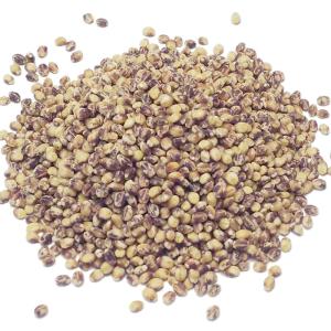 讃岐もち麦 ダイシモチ 1kg 紫もち麦ごはん...の詳細画像1