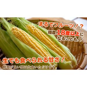 とうもろこし ゴールドラッシュ M〜2L混合 ...の詳細画像2