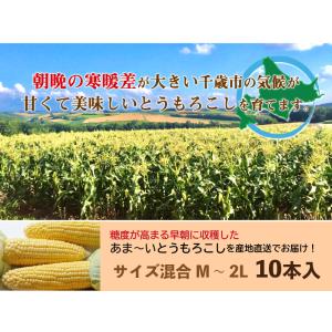 とうもろこし ゴールドラッシュ M〜2L混合 ...の詳細画像3