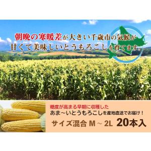 とうもろこし ゴールドラッシュ M〜2L混合 ...の詳細画像3