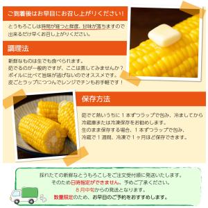 とうもろこし ゴールドラッシュ M〜2L混合 ...の詳細画像5