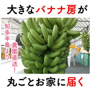 ミニバナナの木の商品一覧 通販 Yahoo ショッピング