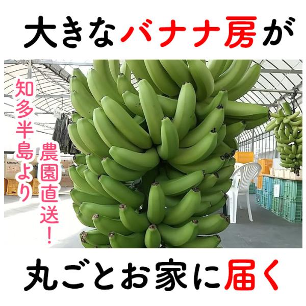 大きなバナナの房、丸ごとそのままお届け