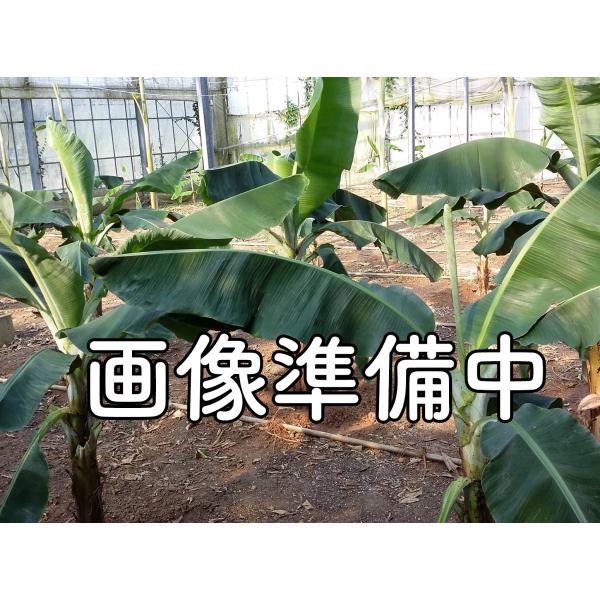 バナナ苗　ドワーフブラジリアン（矮性のマッサン、アップル）