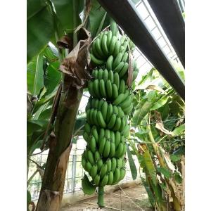 早期開花！２６０㎝,バナナ苗◆ドワーフ・ブラジルアップルバナナ◆心躍る、濃厚糖度 早期開花！260㎝,バナナ苗◇ドワーフ・ブラジルアップル