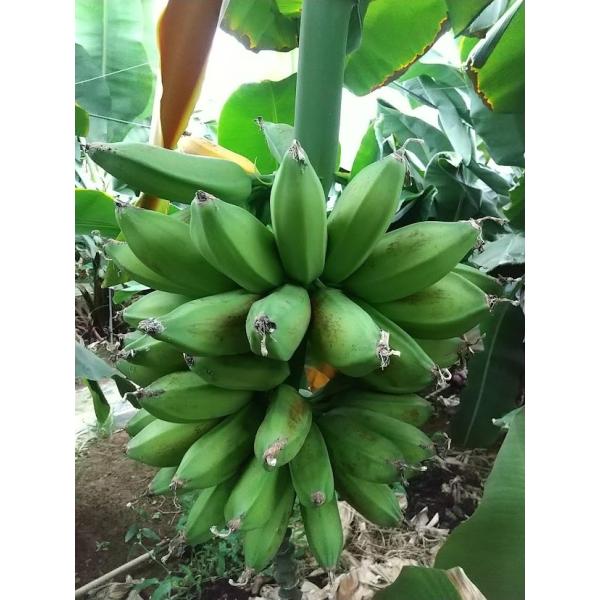 バナナ苗　カリフォルニアゴールド バナナ