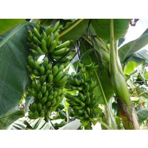 バナナ苗　品種：ホムトンコム｜chita-f