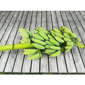 アイスクリームバナナ 苗 耐寒性 屋外栽培の詳細画像1