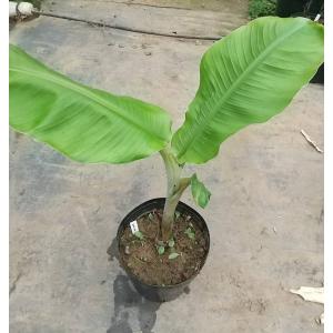 アイスクリームバナナ 苗 耐寒性 屋外栽培の詳細画像2