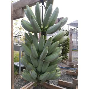 アイスクリームバナナ 苗 耐寒性 屋外栽培の詳細画像3