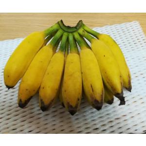 アイスクリームバナナ 苗 耐寒性 屋外栽培の詳細画像5