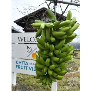 万助バナナ苗の詳細画像1