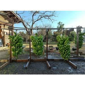 万助バナナ苗の詳細画像2