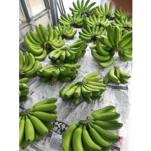 万助バナナ苗の詳細画像3
