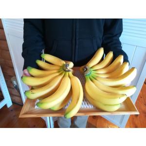 万助バナナ苗の詳細画像5