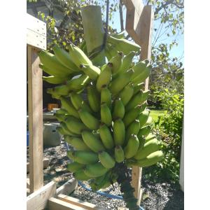 ドワーフ台湾」バナナ苗 （背が低い台湾バナナ品種） : ちたフルーツ