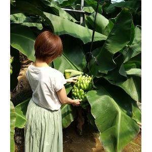バナナ苗 品種：ホムトンコム : ちたフルーツビレッジ - 通販