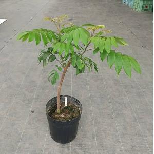 品種改良レンブ　挿し木苗　「黒真珠」 レンブ 黒真珠 取り木苗 - 植物と雑貨のセレクトショップ・石垣