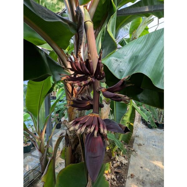 バナナ苗　矮紅皮蕉（台湾バナナの品種　背が低く果実が赤い）