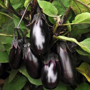 秋野菜 苗 その他ガーデニング 園芸用品 の商品一覧 園芸用品 花 ガーデニング 通販 Yahoo ショッピング