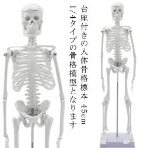 国際規格認証品】等身大 人体模型 170cm 神経根有り 全身骨格