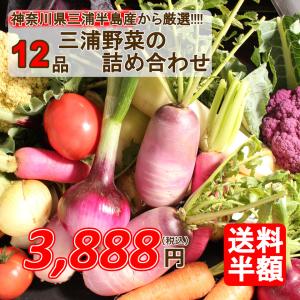 三浦半島直送 おまかせ 神奈川県産野菜セット 12品 旬の野菜詰め合せ お任せ野菜詰め合わせ 野菜盛り合わせ 神奈川県三浦半島産 送料無料