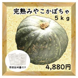 三浦野菜 完熟みやこかぼちゃ 5kg 3個〜5個 送料半額 東日本 神奈川県産｜chokubai