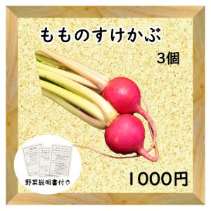 三浦野菜 もものすけかぶ 3個 送料半額 東日本 神奈川県産｜chokubai