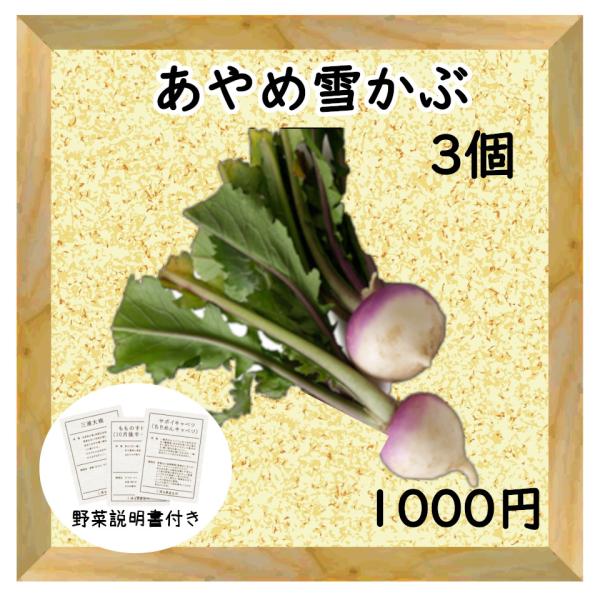 三浦野菜 あやめ雪かぶ 3個 送料半額 東日本 神奈川県産