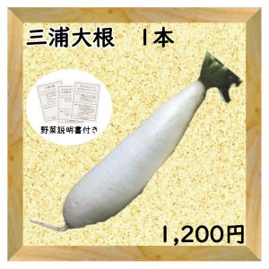 三浦野菜 三浦大根 1本 送料半額 東日本 神奈川県産｜chokubai