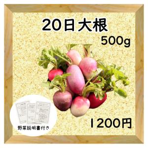 三浦野菜 20日大根 二十日大根 500g 送料半額 東日本 神奈川県産｜chokubai