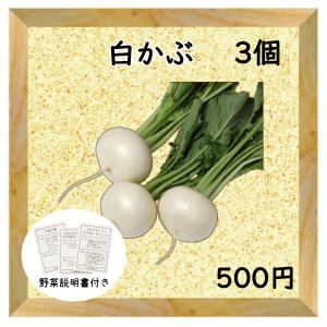 三浦野菜 白かぶ 3個 送料半額 東日本 神奈川県産｜chokubai