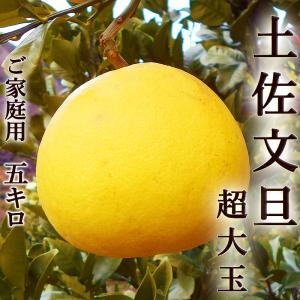 文旦 土佐文旦 5kg 大玉3〜4Ｌサイズ限定 露地ぶんたん 高知産 光センサー選果 ご家庭用 送料無料 文旦 ブンタン ぶんたん ギフト みかん