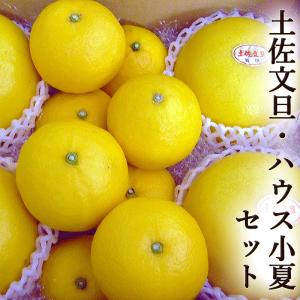 土佐文旦とハウス小夏セット 高知産 ご家庭用 送料無料 文旦4玉 小夏8玉 期間限定 露地文旦 文旦 ハウス小夏 小夏 日向夏 糖度 プレゼント