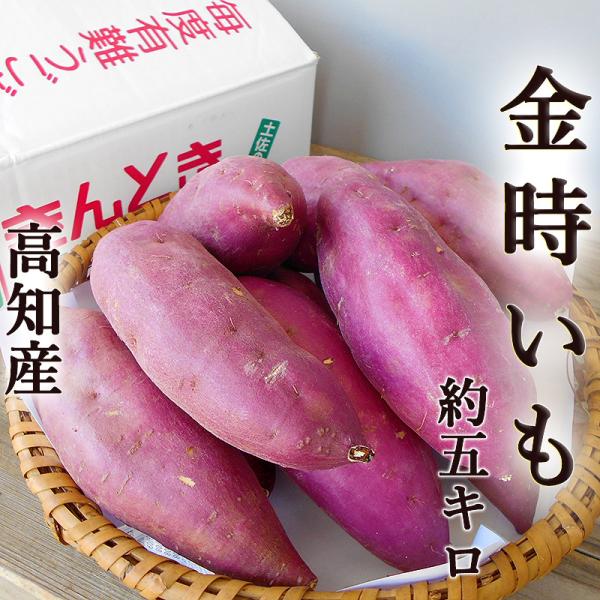 さつまいも 金時いも 約5kg さつまいも M〜Lサイズ 送料無料 土佐金時 高知産 国産 きんとき...