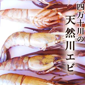 四万十川の天然 川海老 川えび 0ｇ 天然もの 稀少品です Www Buhlenkalashe Co Za