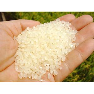 【新米】令和8年 こしひかり 2kg 無洗米 ...の詳細画像2
