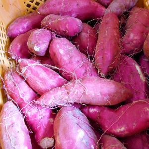 かんばもち いも餅 500g 棒タイプ 高知産...の詳細画像2