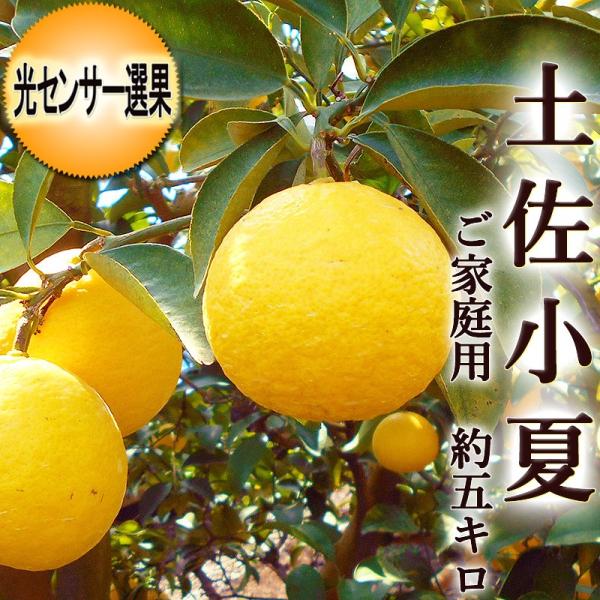 こなつ 土佐小夏 約5kg 高知産 ご家庭用 М〜Ｌサイズ 光センサー選果 送料無料 小夏 こなつ ...