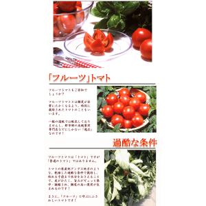 トマト 高糖度フルーツトマト 1kg ご家庭用...の詳細画像5